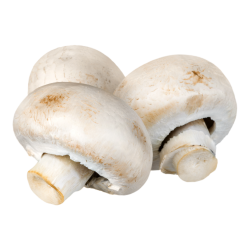 champignon